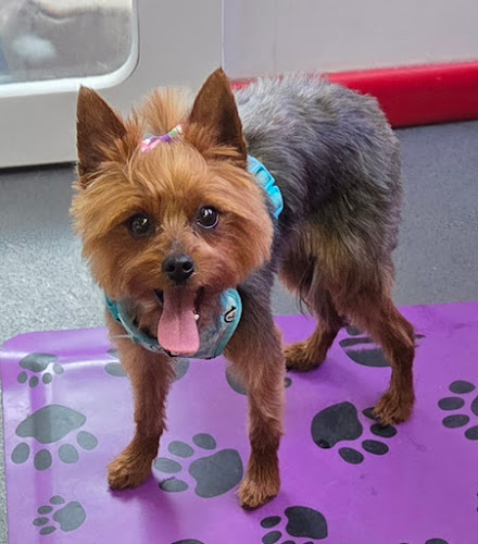 River Pine Pet Salon