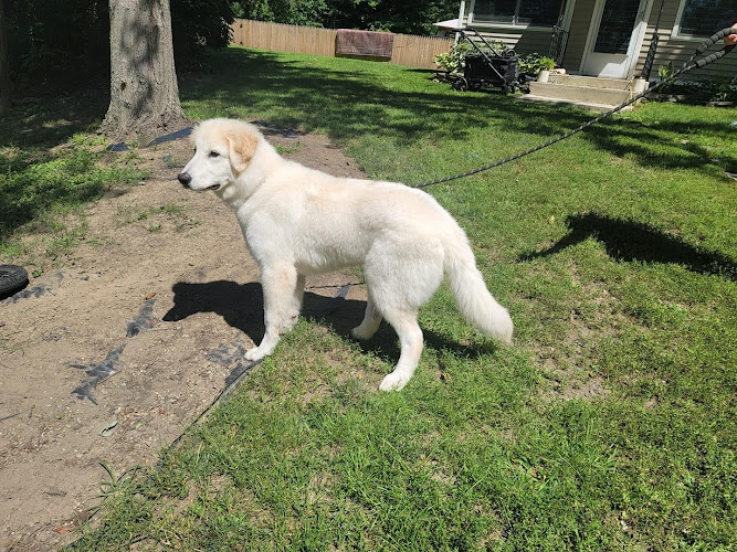 Roaming Rover Mobile Groomer