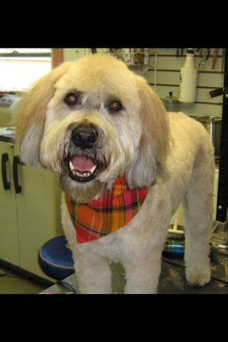 Robbye's Gentle Groomers & RGG Doggie Daycare