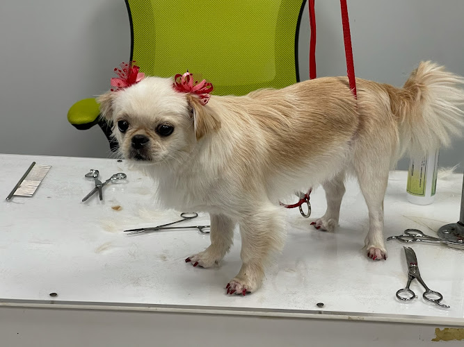 Robin's Pet Boutique