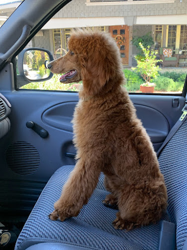 Roch & Gertrude Pet Spa