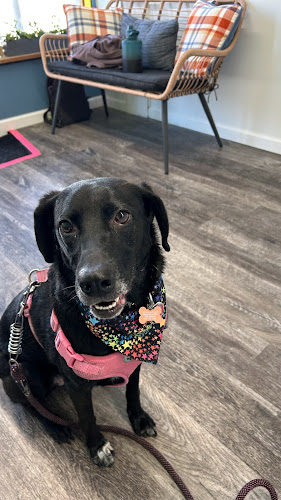 Rock n' Roll-Over Pet Salon