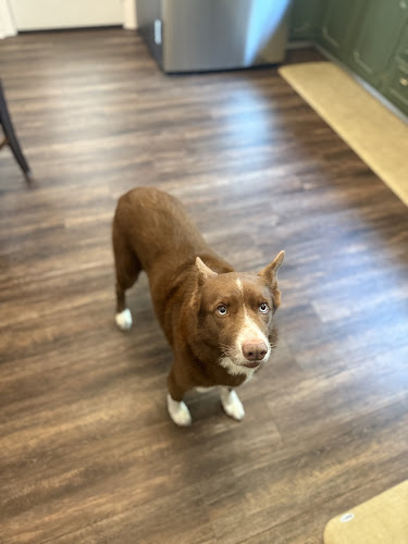 Rogue and Gambit's Grooming Salon