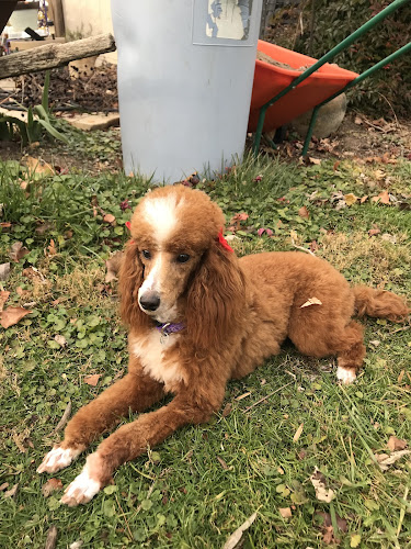 Romp ~N~ Groom Doggie Day Spa