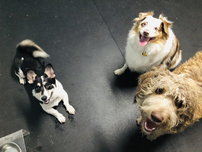 Royal Bark Social Club