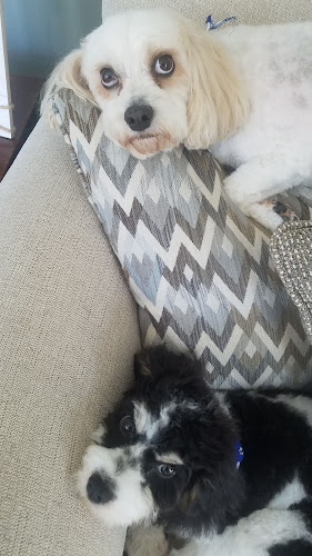 Rub My Belly Doggie Spa