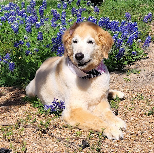 Ruff Cuts and Shampoodles