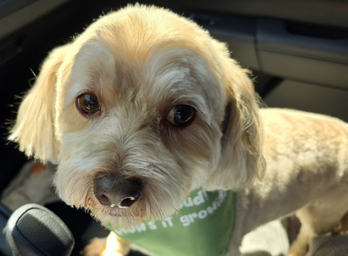 Ruff Riders Pet Grooming