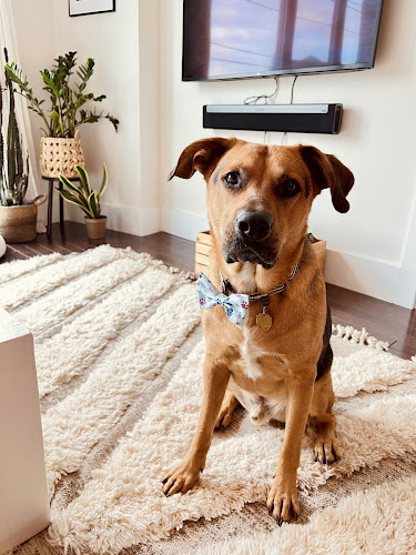 Ruff to Fluff Bar Jersey City