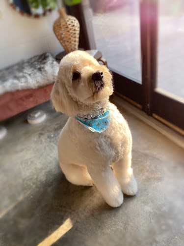 Ruff to Fluff Bar Montclair