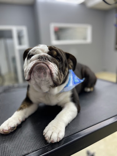 Ruff To Fluff Pet Salon