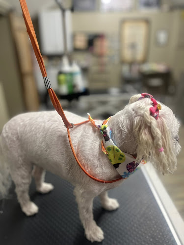 Ruff to Paw some Dog Grooming Salon and Services LLC