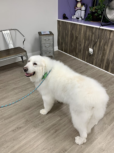 Rufflections Dog Grooming, LLC