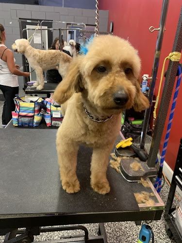 Rusty Rose Biscuit Pet Grooming, LLC