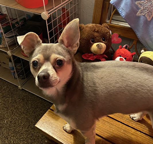 RyeDoodle Boarding & Training