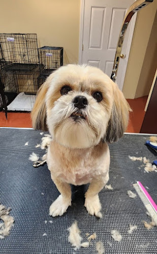 Saint B's Pet Grooming Co