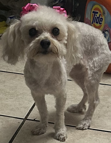 Salcido Pet Grooming and Boarding