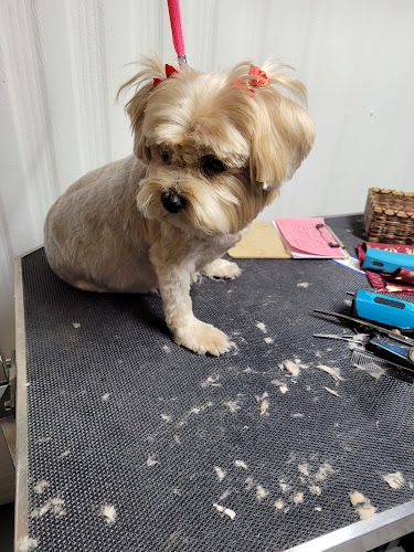 Salty Dawgs Grooming Parlor