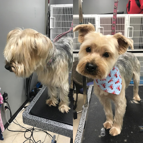 Salty Dog Grooming LLC