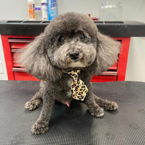 Salty Dog Grooming Salon