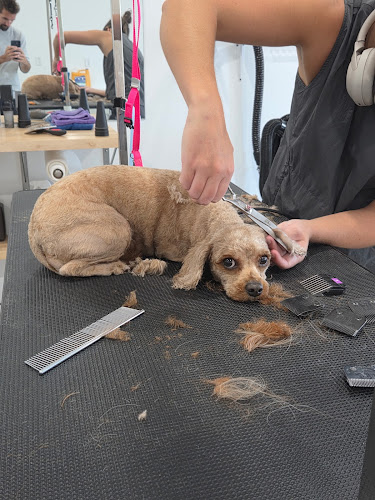 Salty Paws Dog Grooming