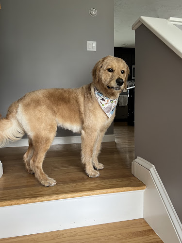 Samy's Pets Mobile Grooming