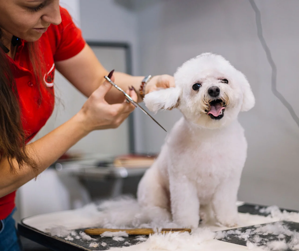 San Diego Grooming Academy