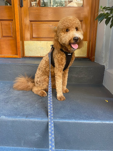 Sandy's Doggie & Kitty Spa