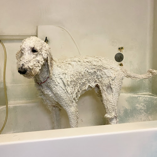 Sandy's Pet Grooming