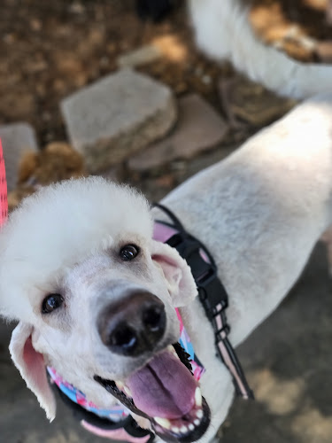 Sassy Paws Dog Spa and Grooming Salon