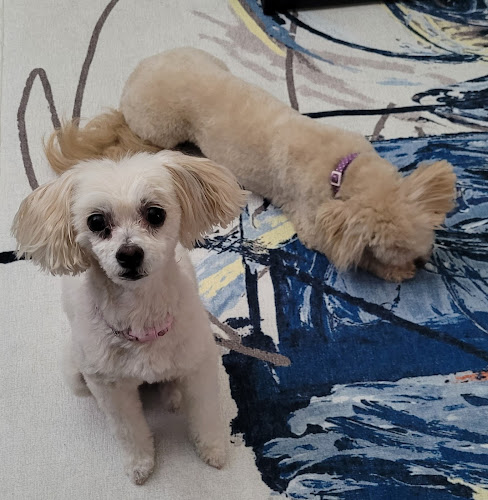 Sassy's Grooming Salon