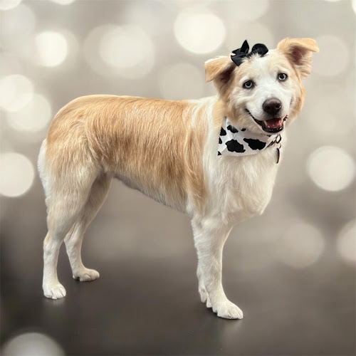 Sassy’s Country Paw Spa LLC