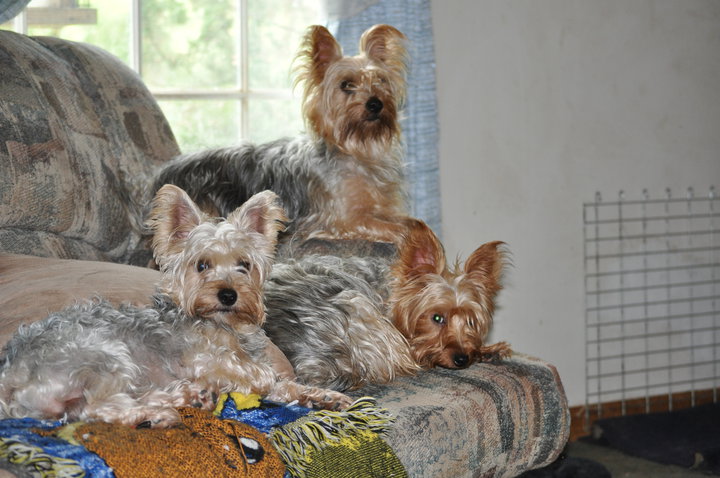 Sauers Pampered Pooch Salon