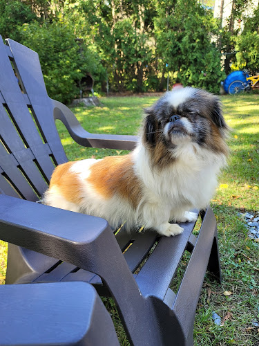 Scavello Sisters Pet Supplies