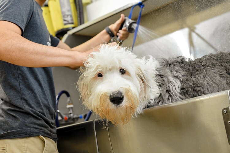 Scenthound Bartram Park