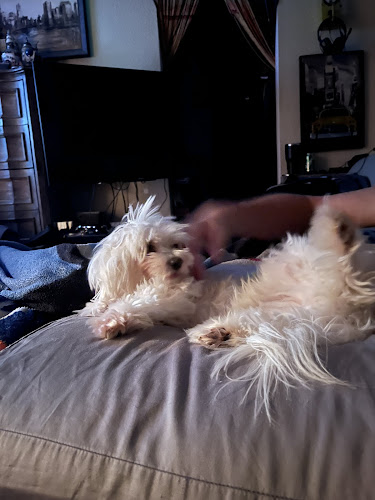 Scenthound Bonita Springs