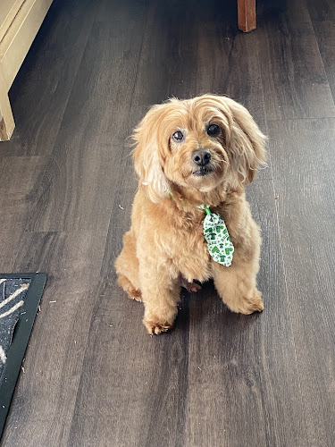 Scenthound Carnes Crossroads