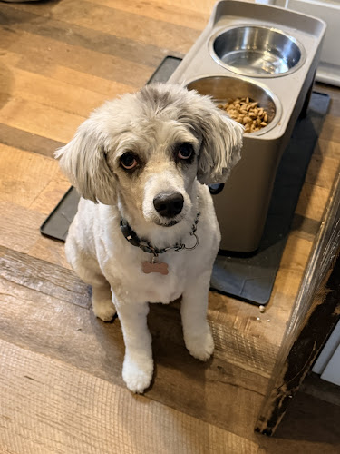 Scenthound East Nashville