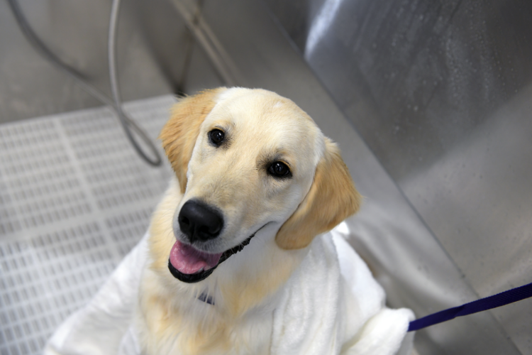 Scenthound Jacksonville Glen Kernan