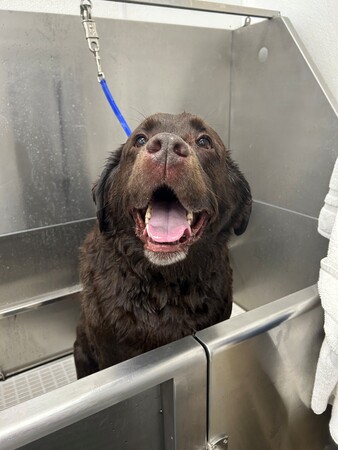 Scenthound Overland Park 135th & Quivira