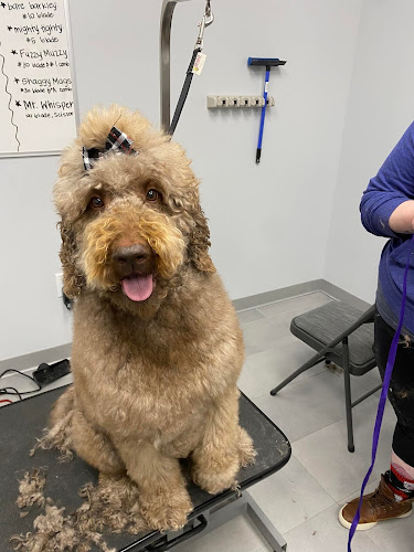 Scenthound South Charlotte