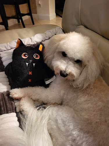 Scenthound St. Augustine