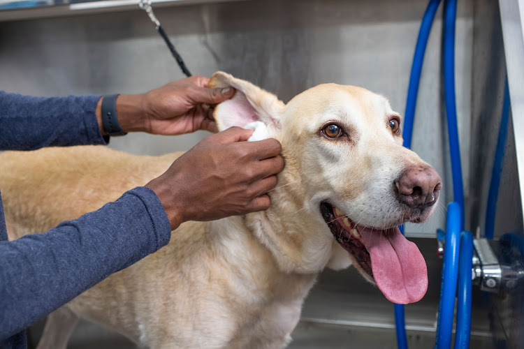 Scenthound University Place