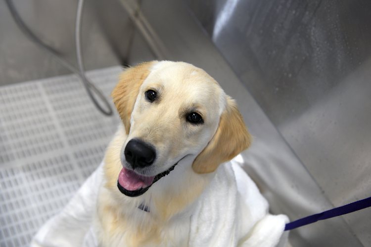 Scenthound Wichita NW