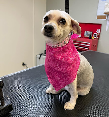 Scooby Do's Pet Grooming