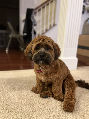 Scratch N' Smith Pet Grooming