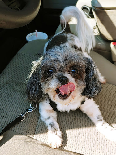 Scrub-a-Dub Pet Salon