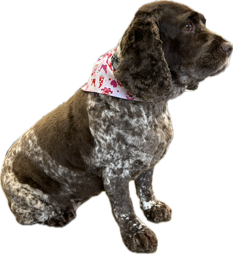 Scrub Buddies Pet Grooming LLC