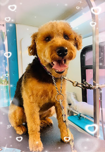 Scruffy to Fluffy Dog Grooming