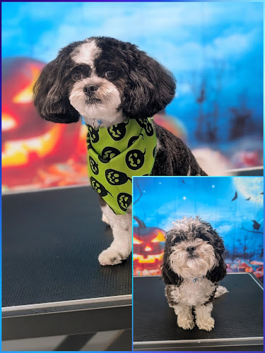 Scruffy to Fluffy Dog Spa